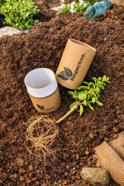 Tree in a Tube™ — The Gift They’ll Never Forget