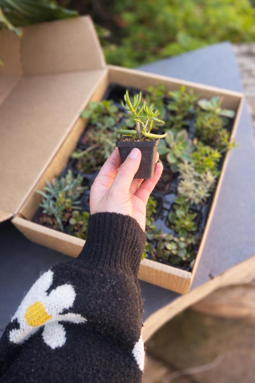 Respectree™ Succulent Gift Box