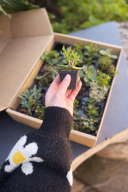 Respectree™ Succulent Gift Box
