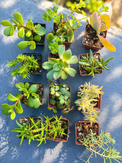 Respectree™ Succulent Gift Box